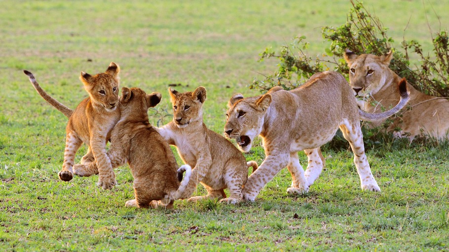 Löwen - Einfach unschlagbar!