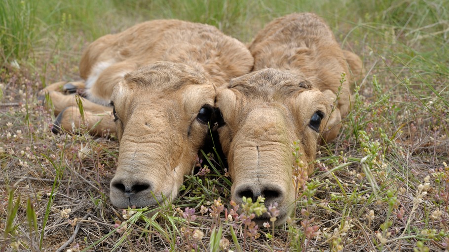 Mongolei: Wasser für die Saigas
