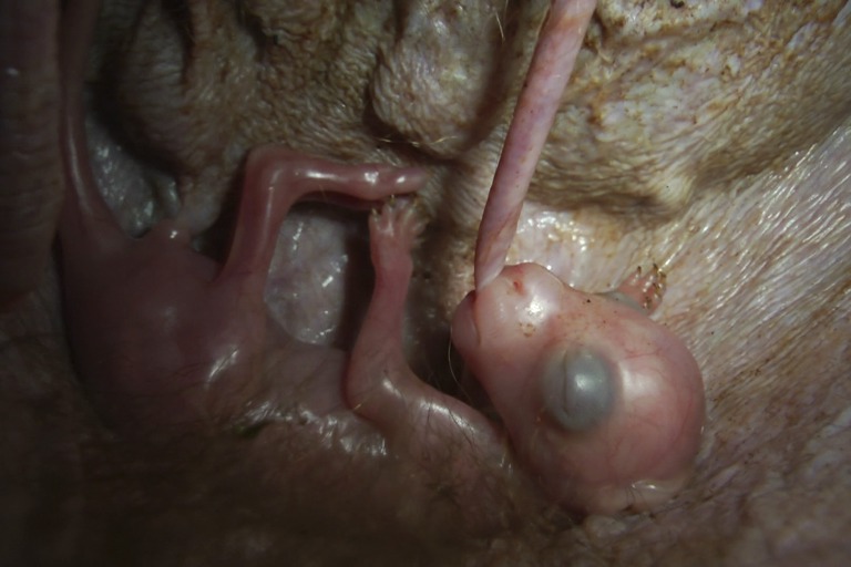 Copyright: Jens Westphalen, Thoralf Grospitz