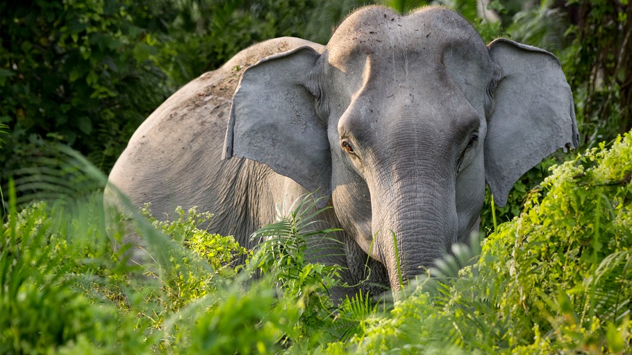 Myanmar: Elefanten müssen ihre Haut retten