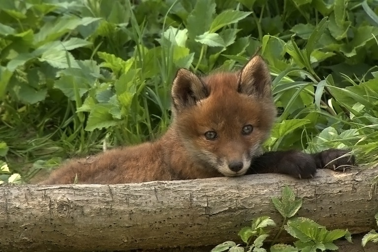 Tierwelt Live Der Rotfuchs