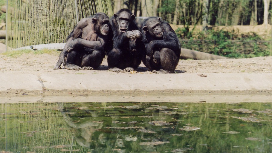 Die 10 ältesten Tiere der Welt