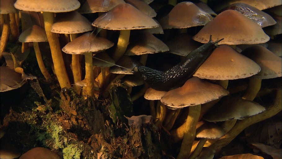 Verrückte Natur - Schön schleimig