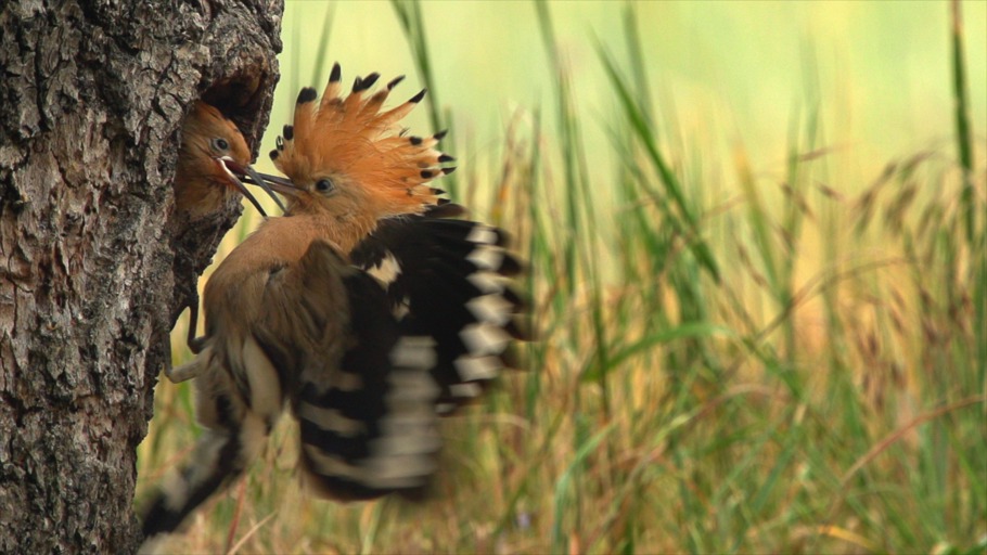 Zwölf Monate Natur - Mai