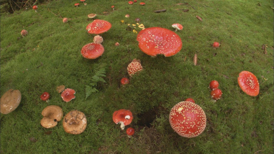 Zwölf Monate Natur - Oktober