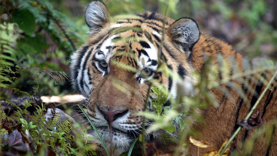 Ein Leben für den Tiger