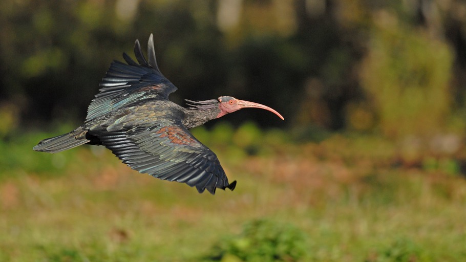 Die Heimkehr eines kuriosen Vogels