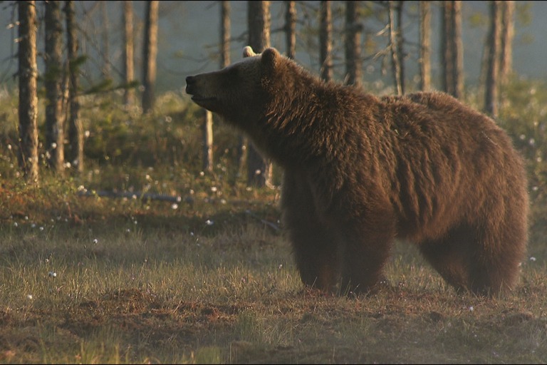 Copyright: Oliver Goetzl, Ivo Noerenberg