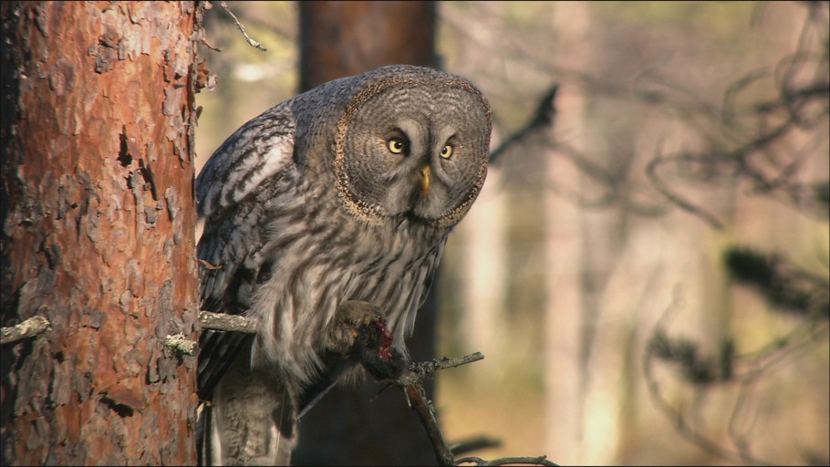 Eulen - Jäger der Finsternis