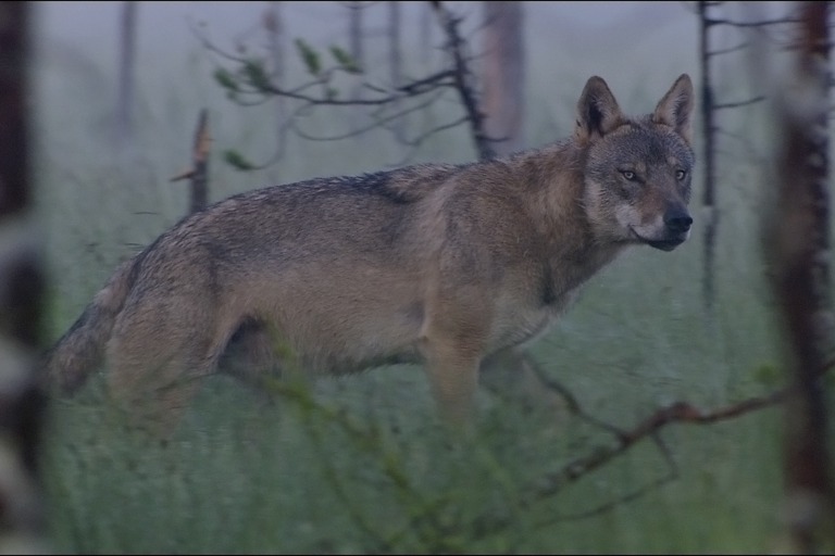 Copyright: Oliver Goetzl, Ivo Noerenberg