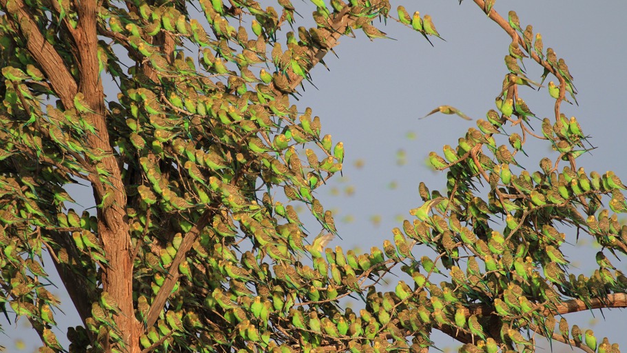 Immer unterwegs - Die große Wanderung der Tiere