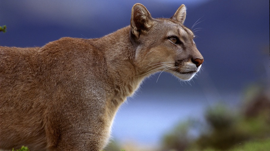 Südamerikas Naturwunder