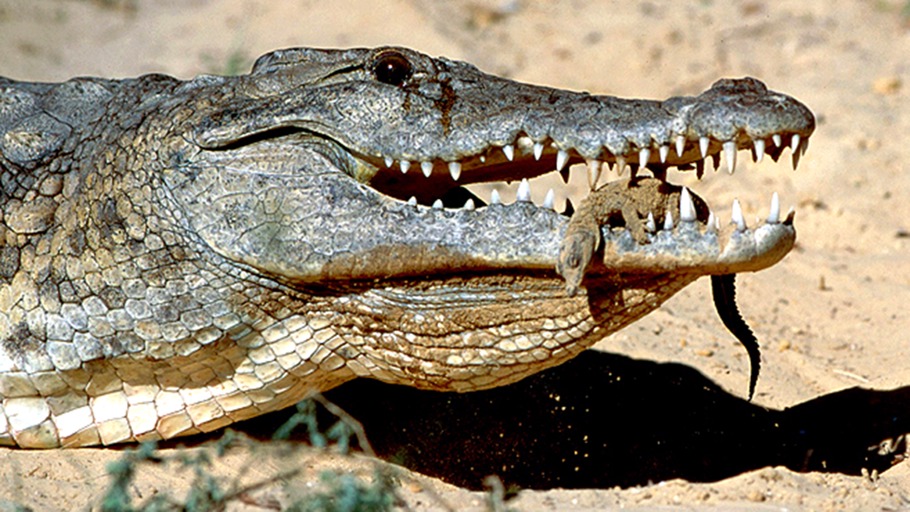 Krokodile - Riesenechse aus der Urzeit