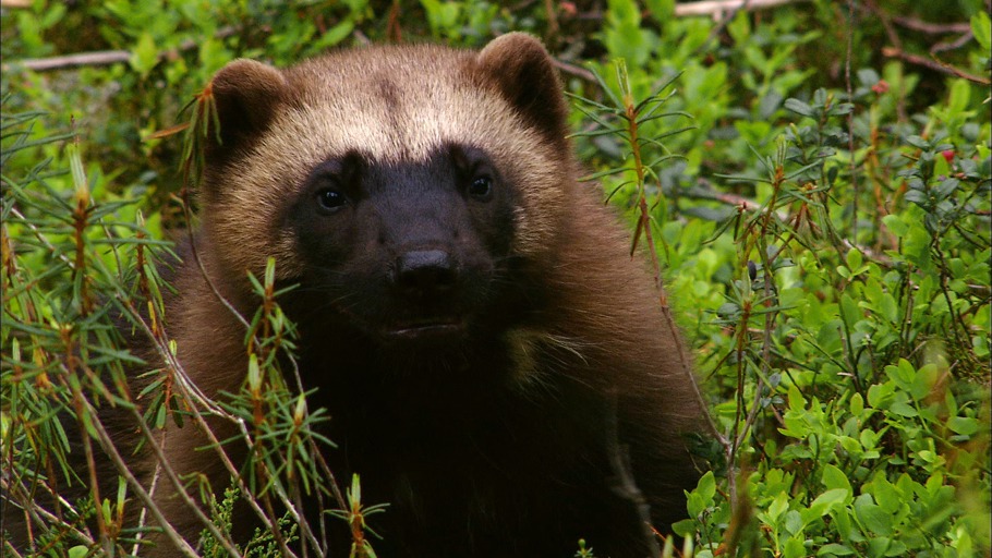 Oliver Goetzl, Ivo Noerenberg/ NDR Naturfilm