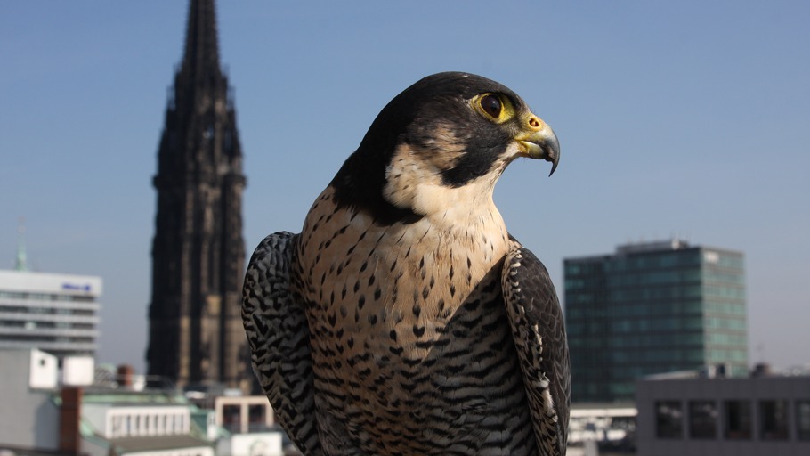 Überleben im Großstadtdschungel
