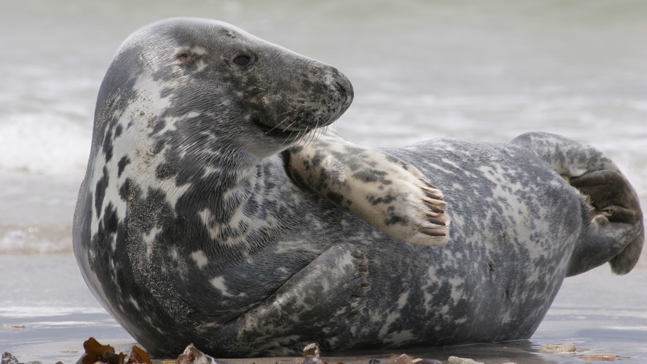 Jens Westphalen, Thoralf Grospitz