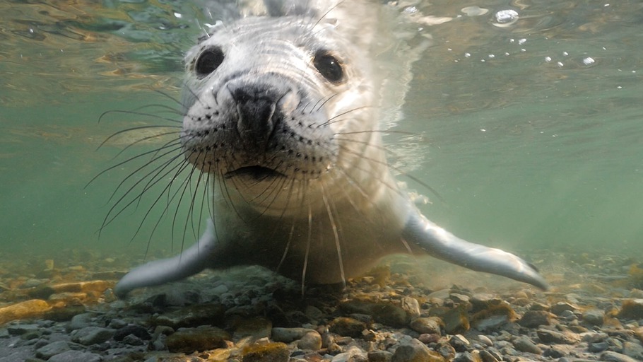 Robben - Unterwasserclowns mit Biss