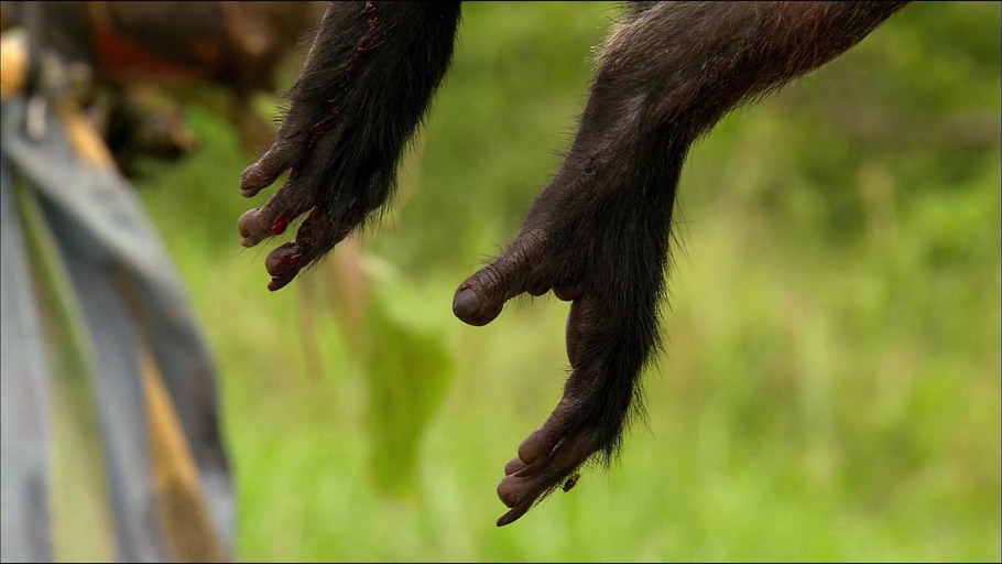 #6: Was ist ein Massenartensterben?