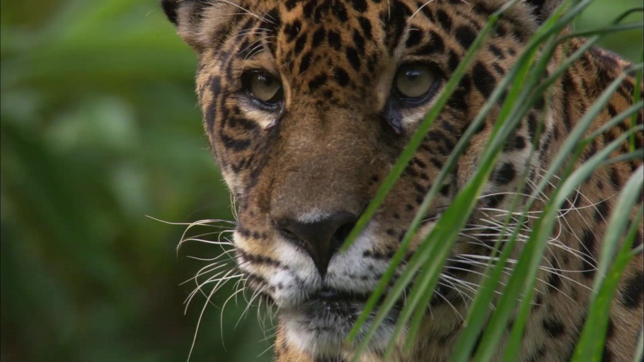 #6: Was ist Artenvielfalt?