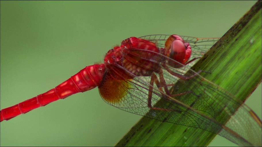#6: Die fünf Artensterben der Erdgeschichte