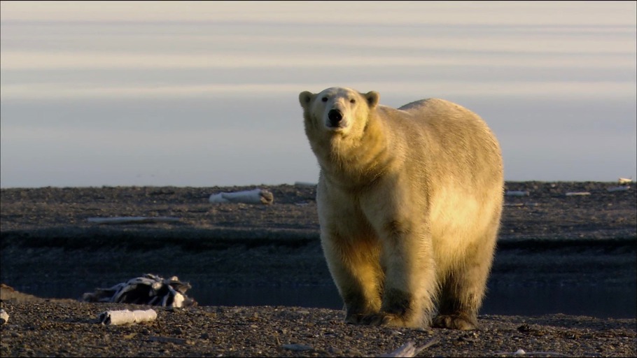 #6: Warum sollte mich das Artensterben interessieren?