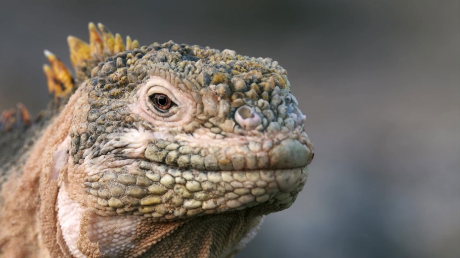 #6: Welche Faktoren begünstigen das Artensterben?