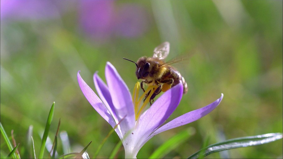 #6: Wie sich das Artensterben auf uns Menschen auswirkt