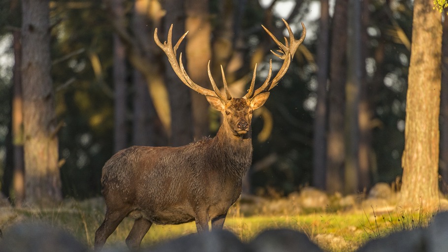 Röhrend in die Freiheit