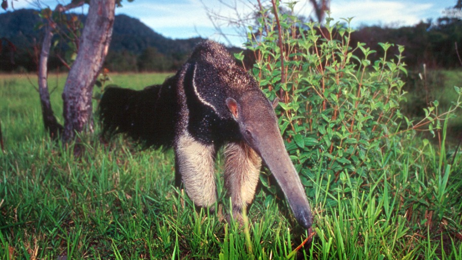 Termiten zum Frühstück
