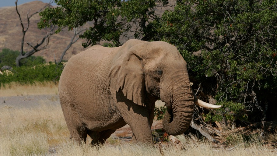 Roland Gockel/ NDR Naturfilm