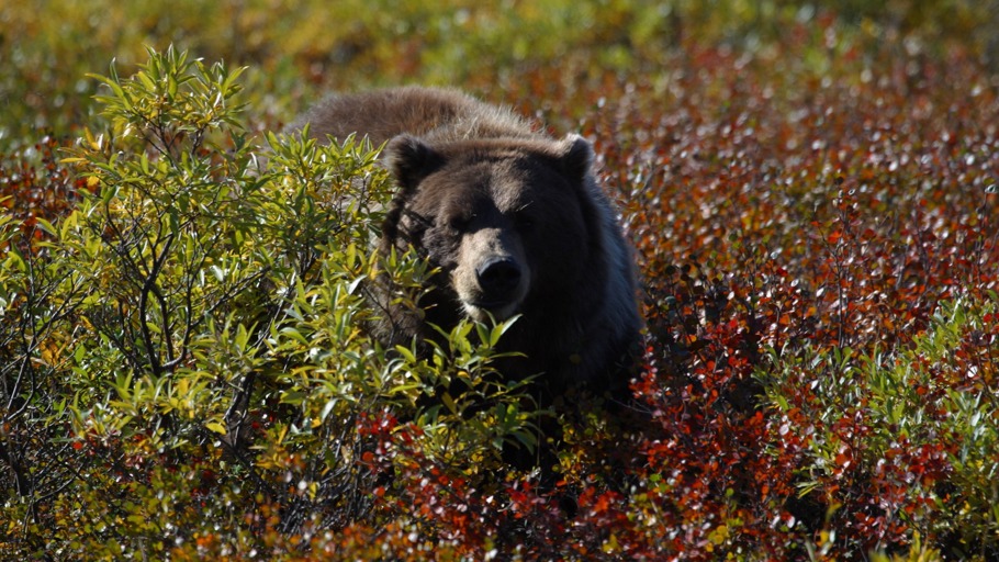 Alaskas Welt der Giganten