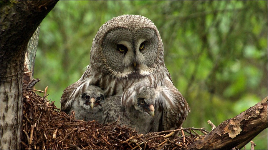 GULO, Oliver Goetzl, Ivo Noerenberg/ NDR Naturfilm, Doclights GmbH