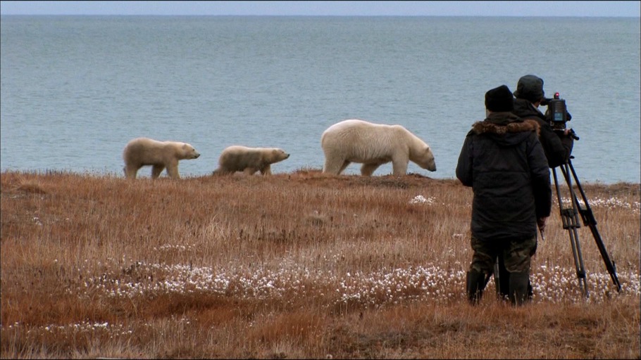 begegnung-mit-eisbaeren