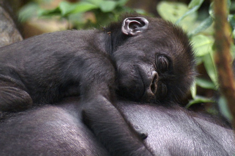 Copyright: Christina Karliczek