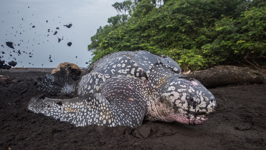 Das große Schwimmen