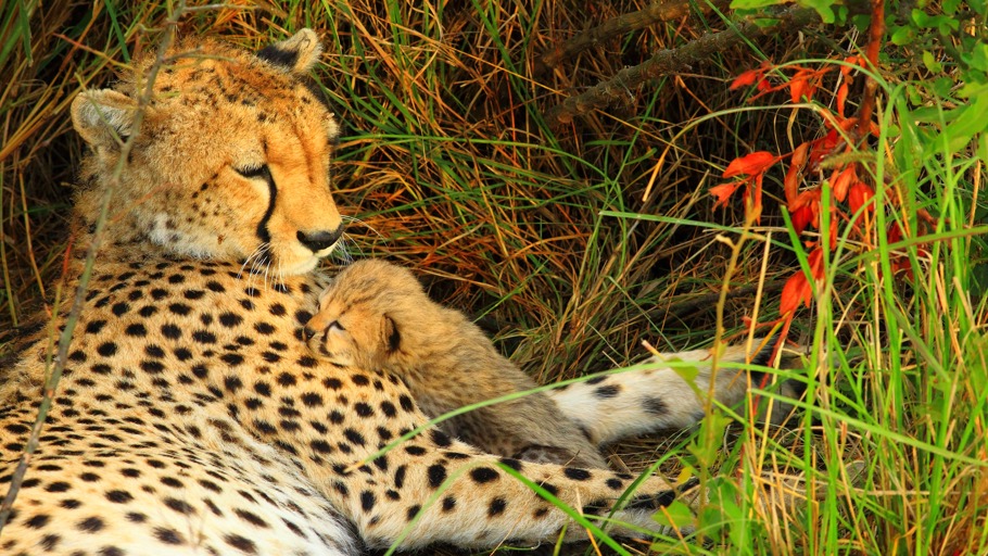 Geparde: Clevere Sprinter