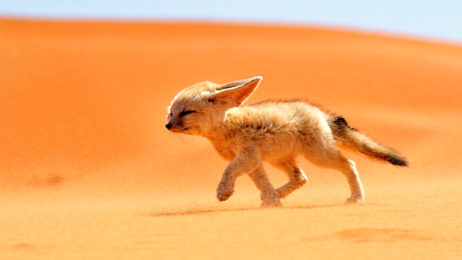 Wildhund, Fuchs und Fennek