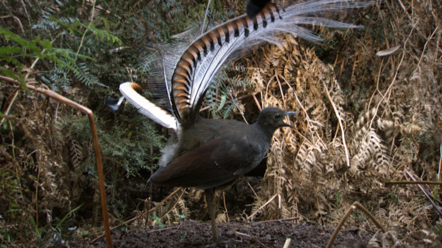 Tierwelt Live Der Seltsamste Vogel Der Welt