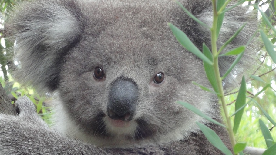 Die niedlichsten Tiere der Welt