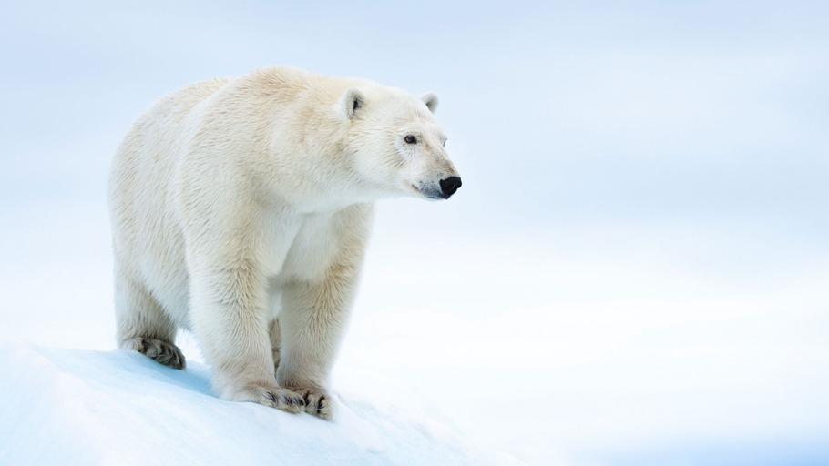 Eisbären: Im Visier des Klimawandels