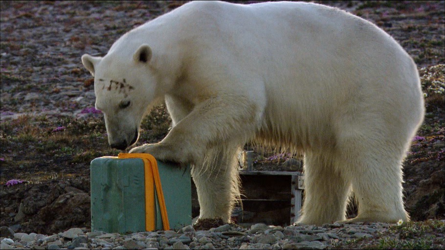 TIERWELT LIVE-Kanal „Wildnis Blog“ - Vorschaubild: Eisbär untersucht Kiste