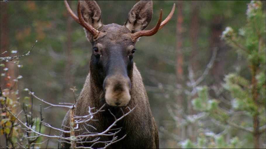 GULO, Oliver Goetzl, Ivo Noerenberg/ NDR Naturfilm, Doclights GmbH