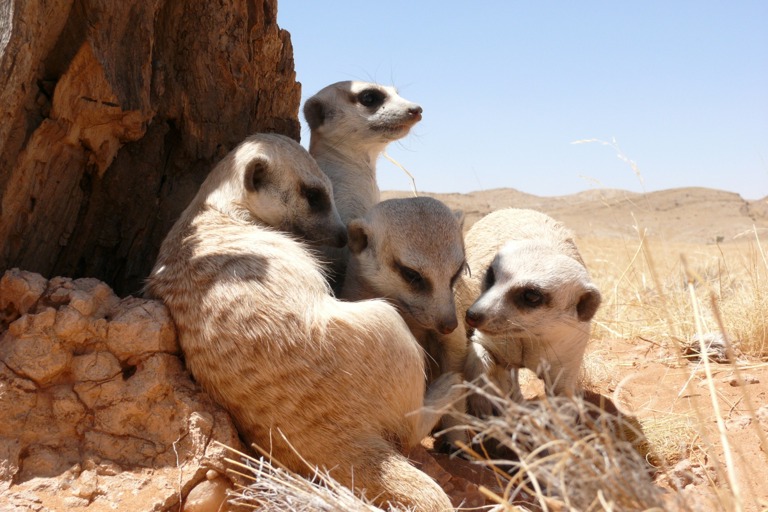 Copyright: Telse Meyer, Dirk Blumenberg