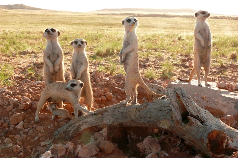 Copyright: Telse Meyer, Dirk Blumenberg