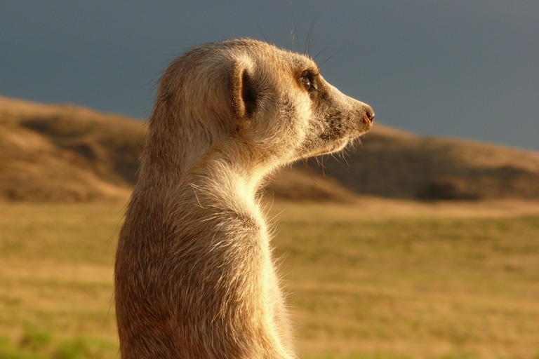 Copyright: Telse Meyer, Dirk Blumenberg