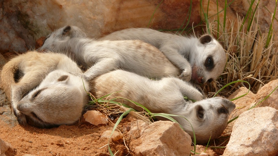 Erdmännchen - Ein starkes Team