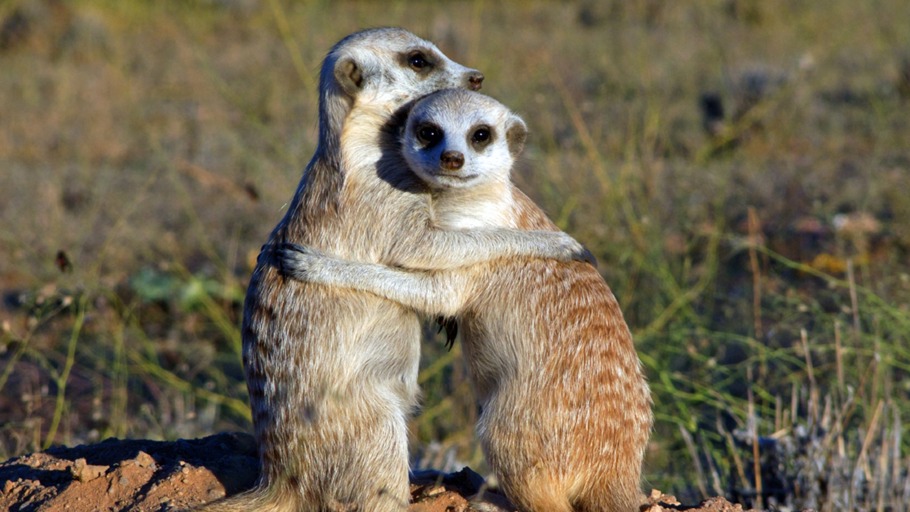 Telse Meyer/ Dirk Blumenberg