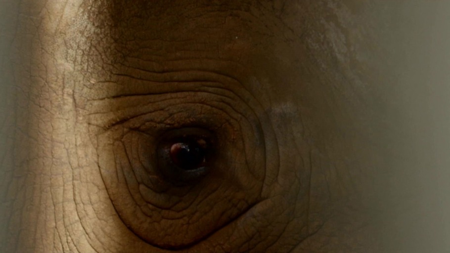 #6: Eric das Nashorn