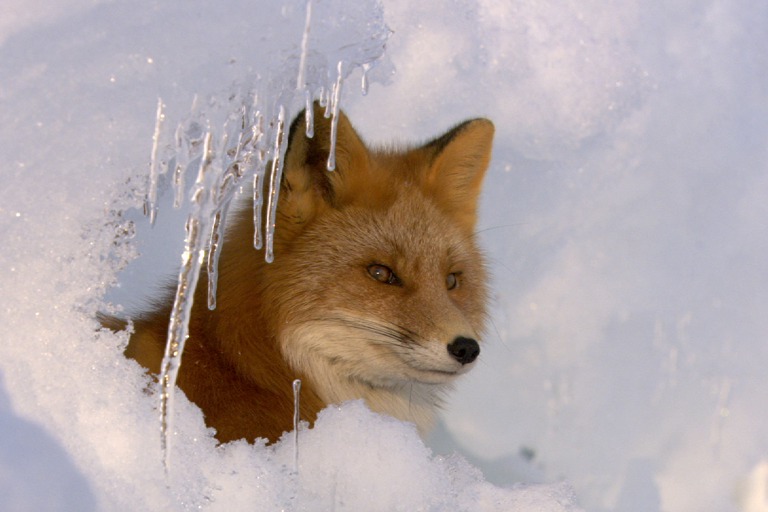 Copyright: ? Christian Baumeister/ Yann Sochaczewski