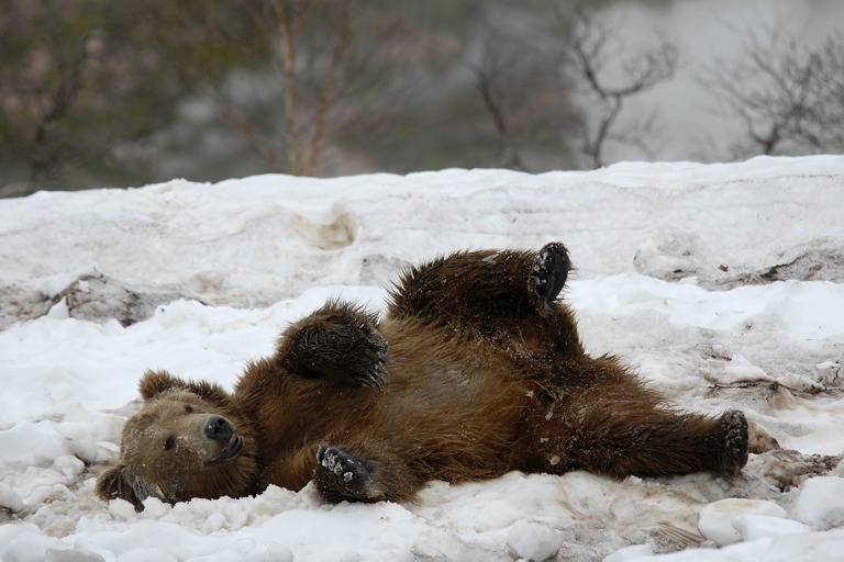 Copyright: ? Christian Baumeister/ Yann Sochaczewski